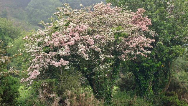 <p>Naturally generated scrub habitats offer a similar suite of benefits to hedgerows. Come May, hawthorn flowers will draw in bumblebees, solitary bees, butterflies, hoverflies and beetles, all eager for the generous supplies of nectar.</p>